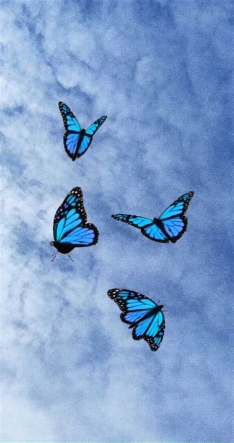 Blue Butterfly Wallpaper - KoLPaPer - Awesome Free HD Wallpapers