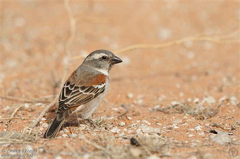 Cape Sparrow - Passer melanurus female - yvlh125886