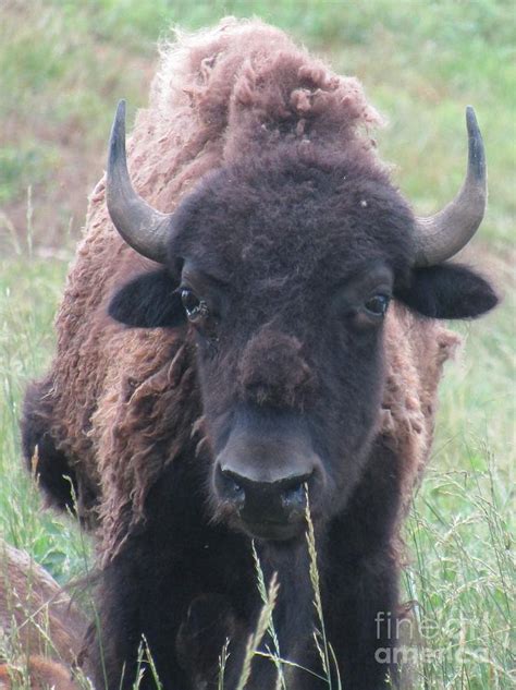 Buffalo Horns Photograph by Lesli Sherwin | Fine Art America