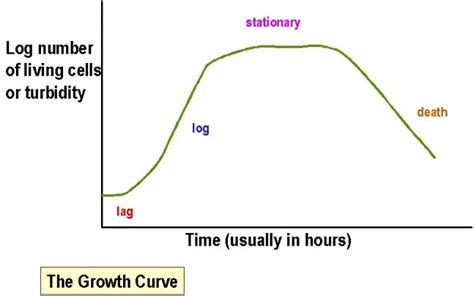 Bacterial Growth Curve: Phases, Significance – Microbe Online