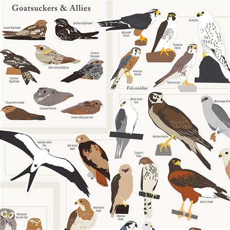 'Birds of North America', An Art Print by Pop Chart Lab Featuring Over 740 Feathered Friends ...