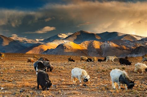 Rise of Tibetan Plateau, climate change shaped evolution of Asian mammals, study finds | South ...