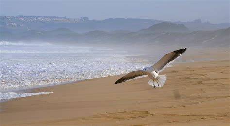 Seagull View Cottages