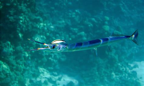 Needlefish Pictures - AZ Animals