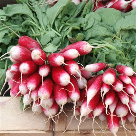 Organic French Breakfast Radish Seeds - Natural Seed Bank