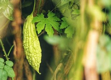 Bitter Melon Tea Leaves - Cypress Consultants (Full Circle Farm)