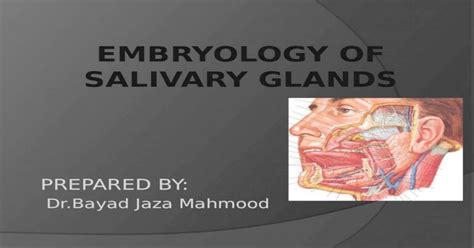 Embryology of Salivary Glands - Copy in 2022 | Salivary gland, Glands ...