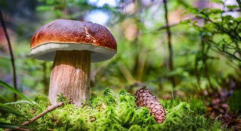 Mushroom Hunting in California: A Complete Guide - A-Z Animals