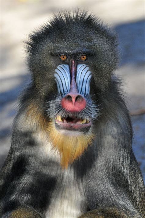 Mandril (Mandrillus sphinx) Budapest Zoo, Hungary Conservation status ...