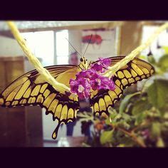 26 Live Butterfly Pavilion at the Smithsonian's National Museum of Natural History ideas ...