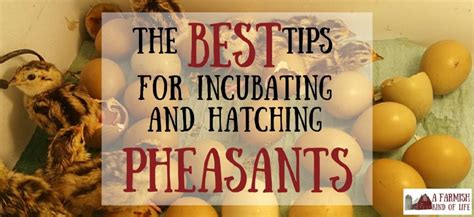 The Best Tips for Incubating and Hatching Pheasant Chicks - A Farmish Kind of Life