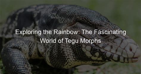 Exploring the Rainbow: The Fascinating World of Tegu Morphs - Tegu Love