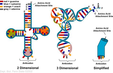 Biology Pictures: The Structure of Transfer RNA