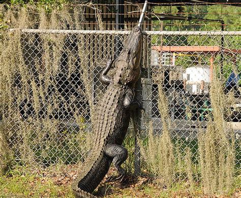 Wanna See An Alligator Climb A Fence? | The Hayride