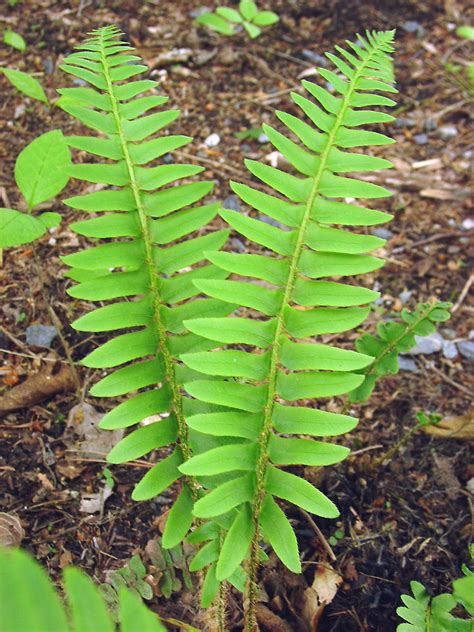 Buy Christmas Fern Online | Polystichum Arcostichoides