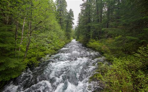 Home - Oregon Forests Forever