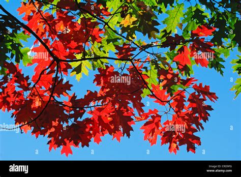 northern red oak (Quercus rubra), oak leaves in autumn colouration against blue sky, USA, New ...