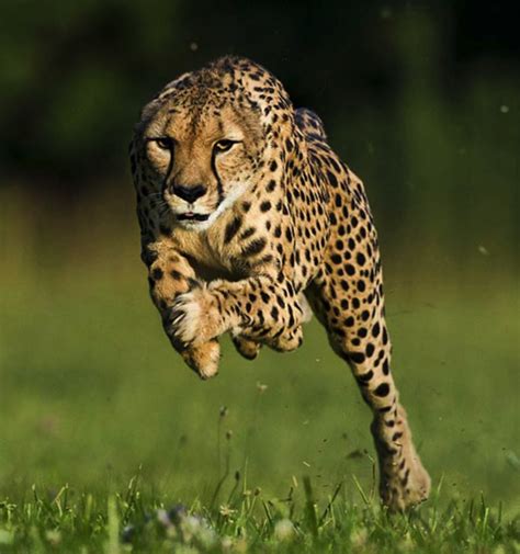 What’s the difference between cheetahs and other Big Cats? - Cheetah Conservation Fund Canada