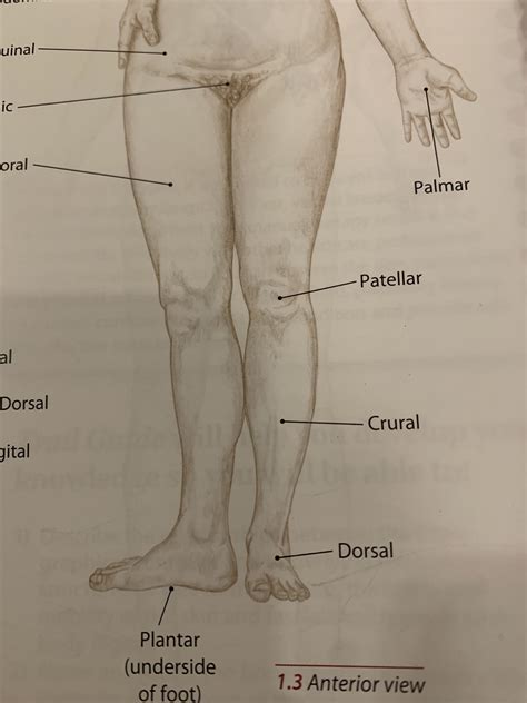 Is the Crural labelled incorrectly? : r/Anatomy