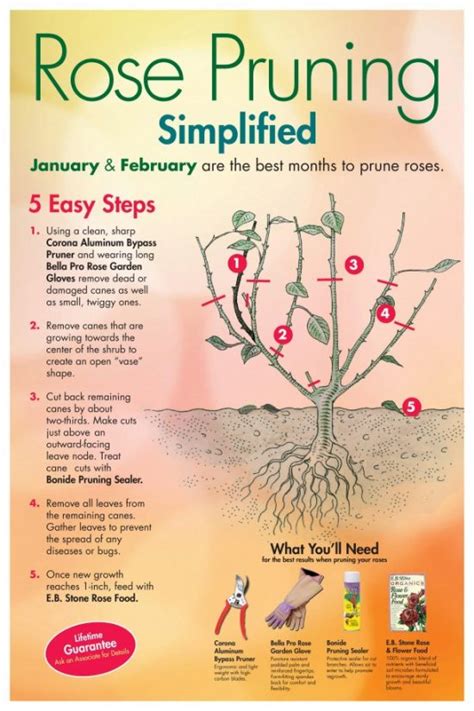 How to Prune Roses Properly (5 Simple Steps) | GreenPal