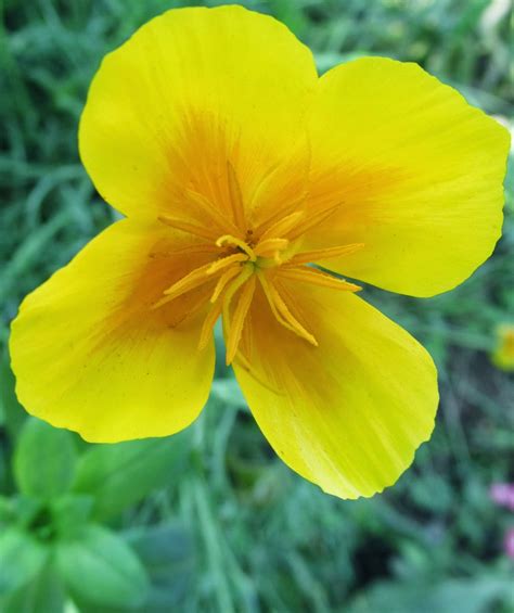 NATURAL & UNIQUE PHOTOGRAPHY: RED & YELLOW POPPY FLOWER