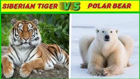 Siberian tiger vs polar bear किसकी होगी जीत?/tiger vs bear size ...