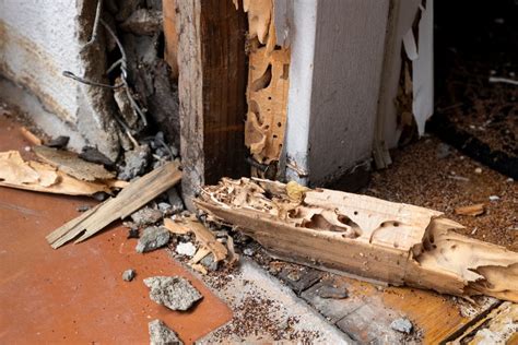 5 Signs That It’s Time To Schedule Termite Control | Buzz Kill Pest Control