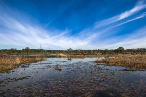 Restoration of Bog Ecosystem Stock Image - Image of green, country ...