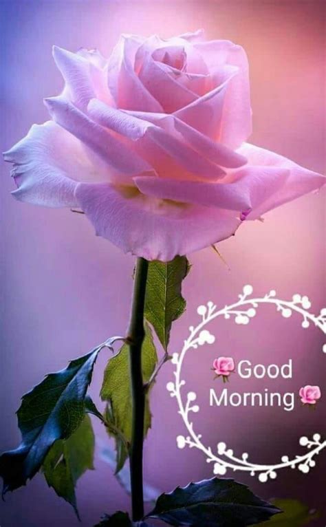 Rose morning greeting images Greetings Images | Good morning images ...