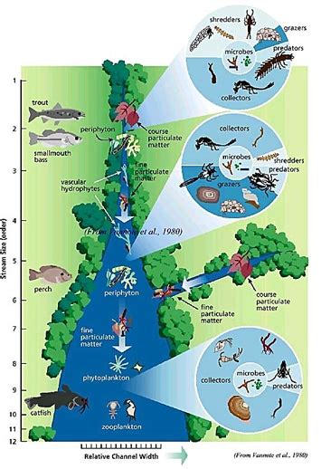 River Continuum Concept