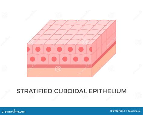 Stratified Cuboidal Epithelium. Epithelial Tissue Types. Cartoon Vector | CartoonDealer.com ...