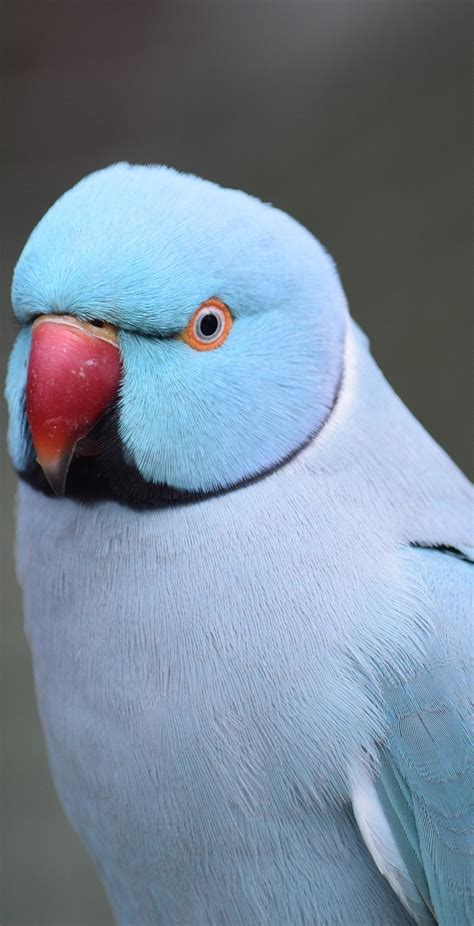 A cute blue parrot - About Wild Animals