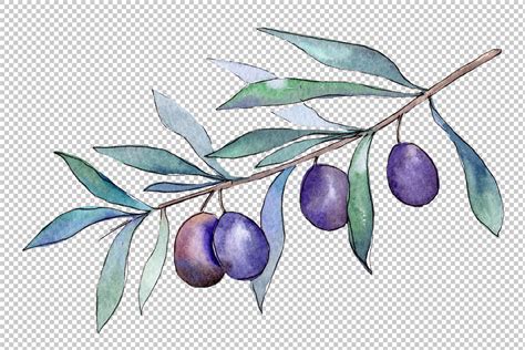 Branch olive watercolor png By MyStocks | TheHungryJPEG