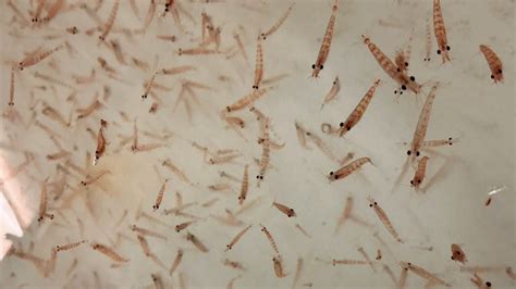 Why krill is the most important Antarctic animal you'll never see - Swoop Antarctica Blog