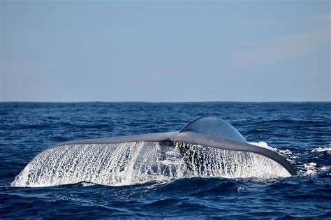 Blue Whale Migration - CW Azores