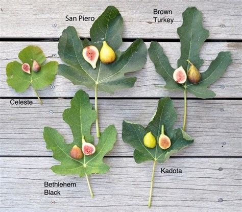 how to grow figs, with lee reich | Gardens, Plants and Fruit trees