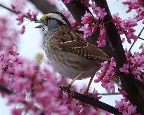 Singing in the Rain☂️ | Singing in the rain, Wild birds, Singing