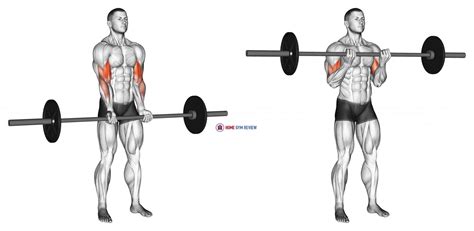 Barbell Standing Close Grip Curl - Home Gym Review