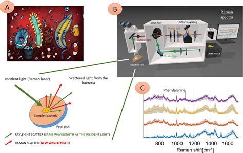 Bio Raman Spectroscopy A Potential Clinical Analytical Method | My XXX ...