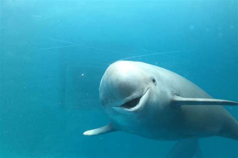 Deaths of Finless Porpoises in Yangtze River Reduced on Protection Measures