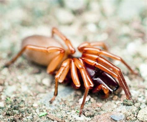 Are Woodlouse Spiders Poisonous to Dogs? My Dog Ate One! [Answered]