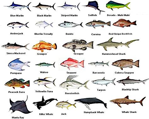 Types Of Edible Fish