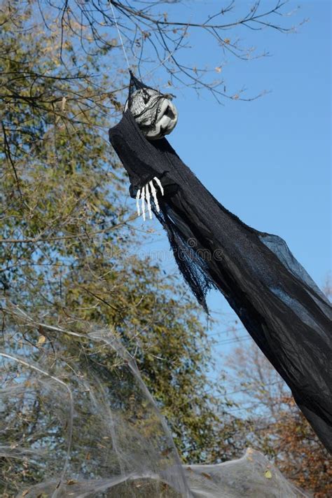 Halloween Skeleton in Corn Stalks in Corn Field Stock Photo - Image of ...