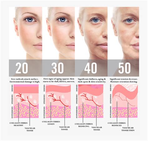 Understanding Skin Anatomy and Aging – Your Beauty Courses