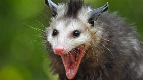 #1919418, opossum category - Quality Cool opossum backround | Lachende dieren, Dieren