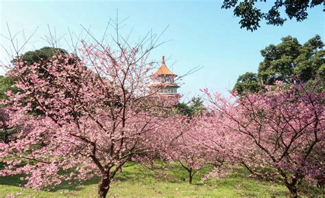 Ultimate Taiwan Spring Guide 2023 — Best Places to See Cherry Blossoms in Taiwan