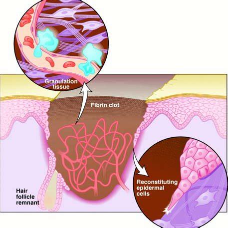 1 -Cell migration in five steps. A -Extension: the dotted outline ...