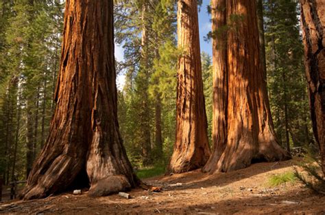 The Redwood Forest - North and South Rivers Watershed Association