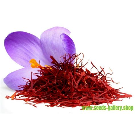 Saffron Plant Seeds - markanthonystudios.net