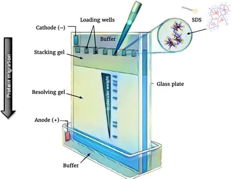 Polyacrylamide Gel Electrophoresis (PAGE): Principle and Procedure ...